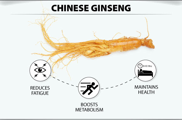 2-chinese-ginseng