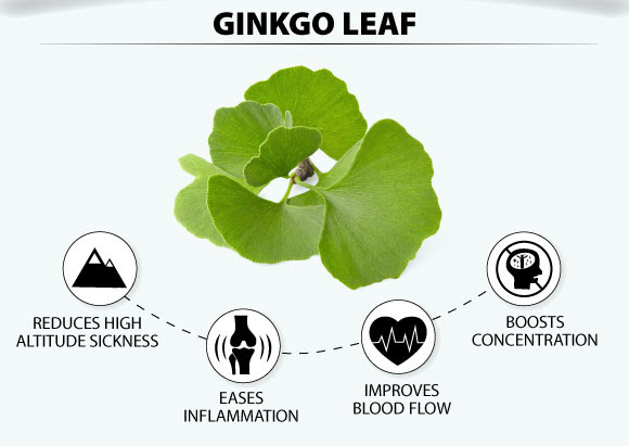 5-ginkgo-leaf