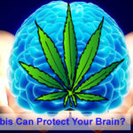 How Cannabis Can Protect Your Brain