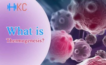 What is Thermogenesis